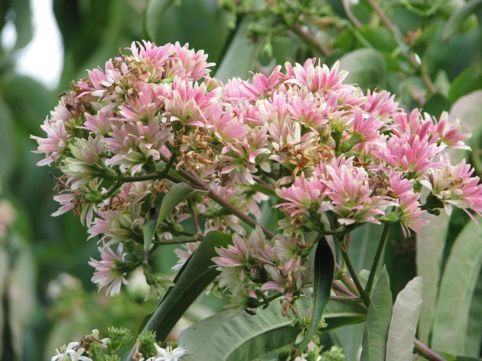 Heptacodium miconioides image