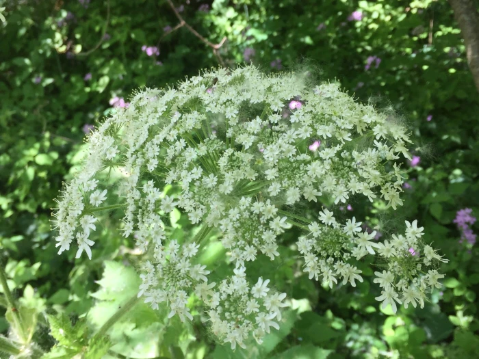 Heracleum sphondylium image