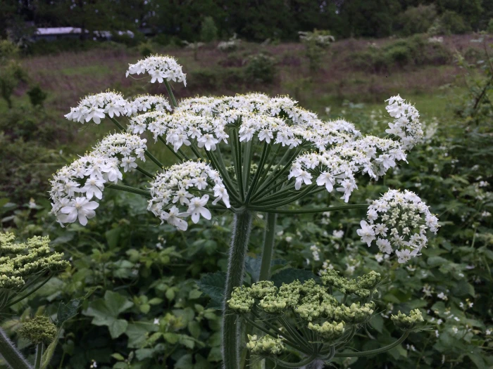 Heracleum maximum image