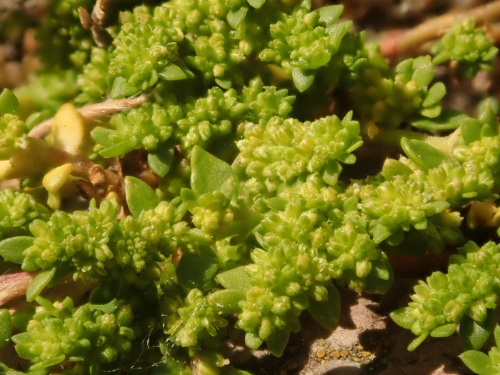 Herniaria glabra image