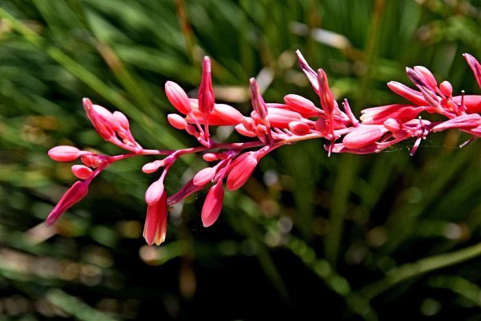 Hesperaloe parviflora image