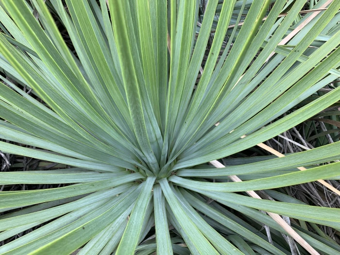 Hesperoyucca whipplei image