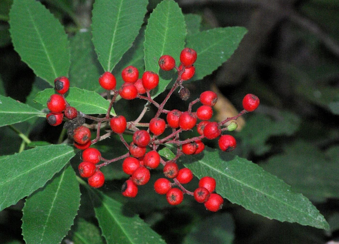 Heteromeles arbutifolia image
