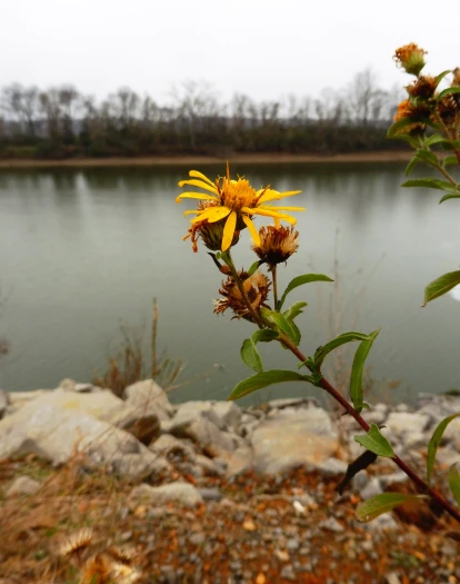 Heterotheca camporum image