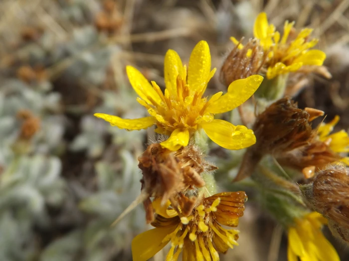 Heterotheca sessiliflora image