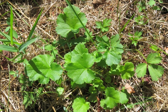 Heuchera chlorantha image