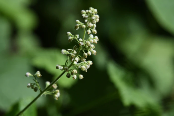 Heuchera pilosissima image