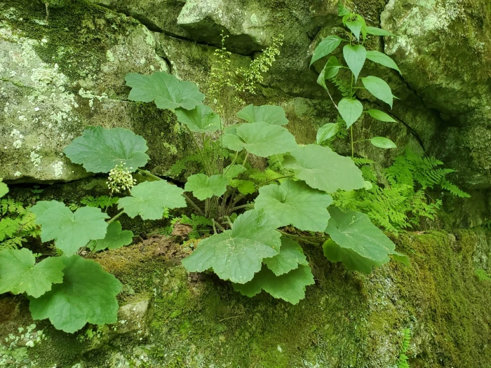 Heuchera villosa image