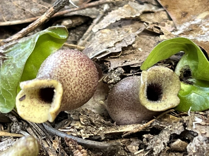 Hexastylis arifolia image