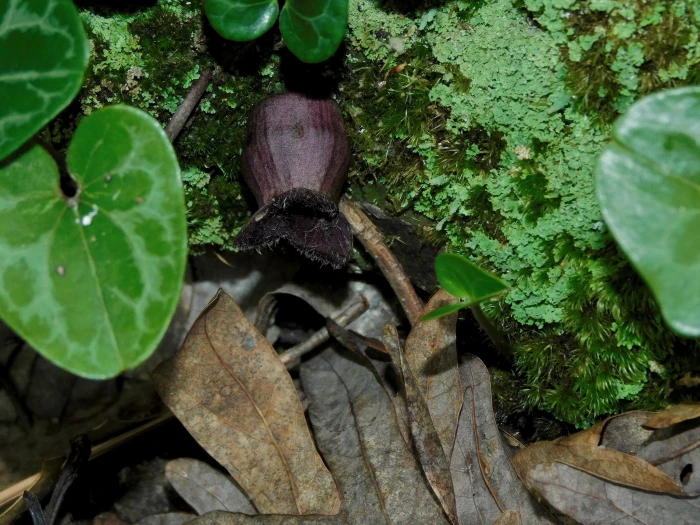 Hexastylis virginica image