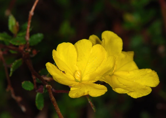 Hibbertia empetrifolia image