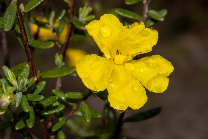Hibbertia hypericoides image