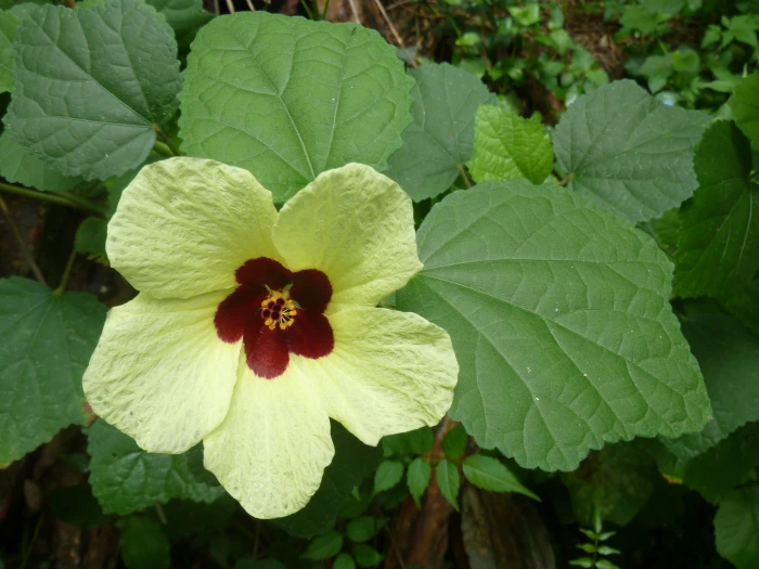 Hibiscus calyphyllus image