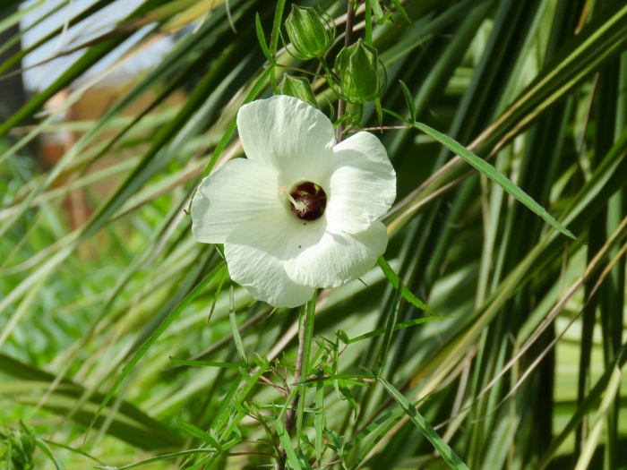 Hibiscus dasycalyx image
