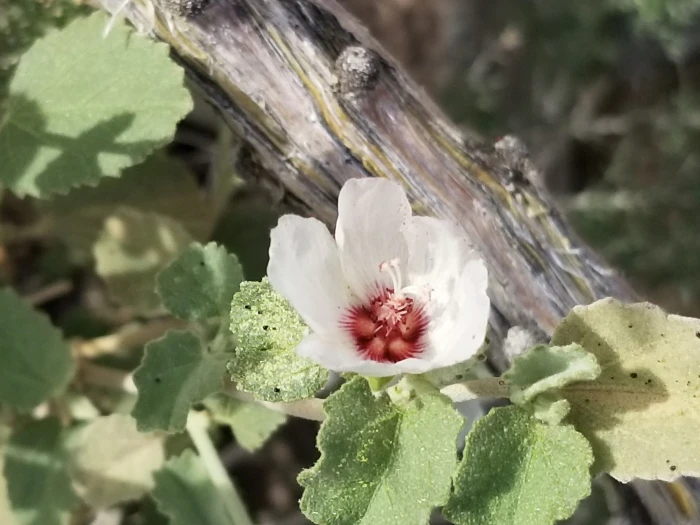 Hibiscus denudatus image