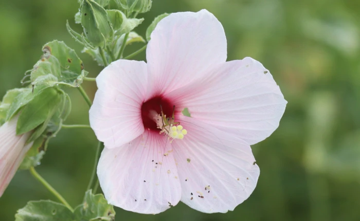 Hibiscus grandiflorus image