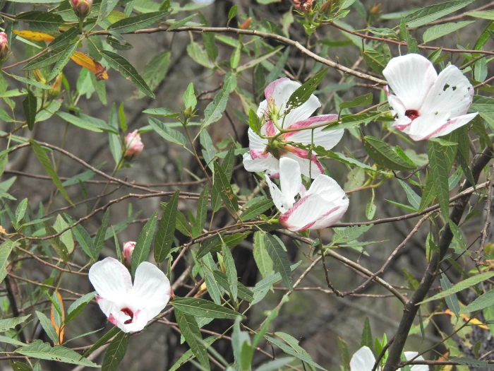 Hibiscus heterophyllus image