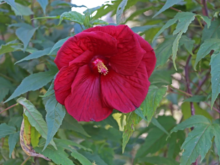 Hibiscus moscheutos image