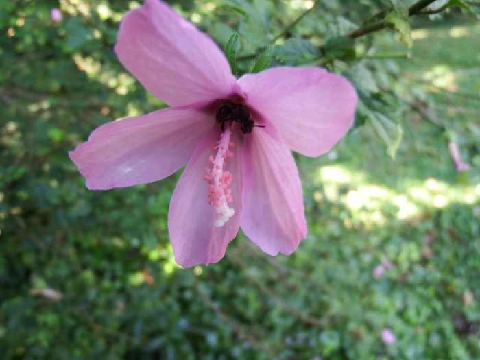 Hibiscus pedunculatus image