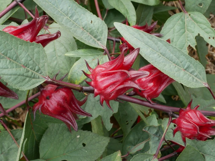 Hibiscus sabdariffa image