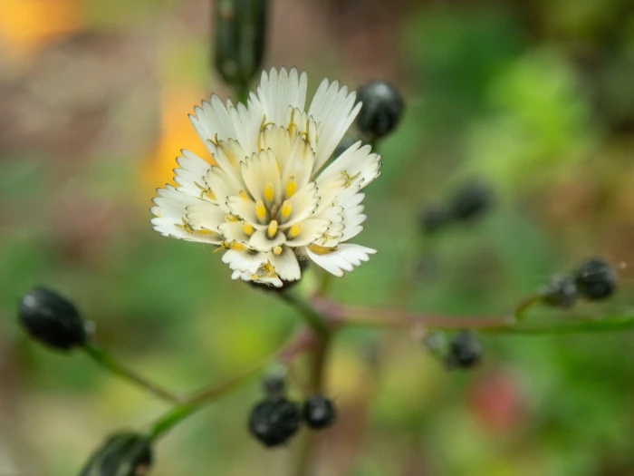 Hieracium albiflorum image