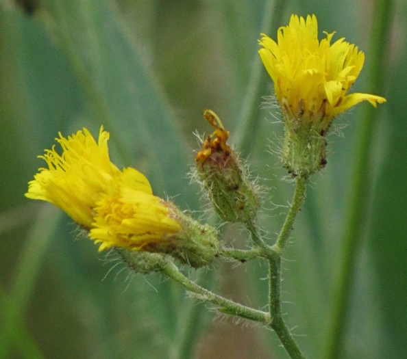 Hieracium scouleri image