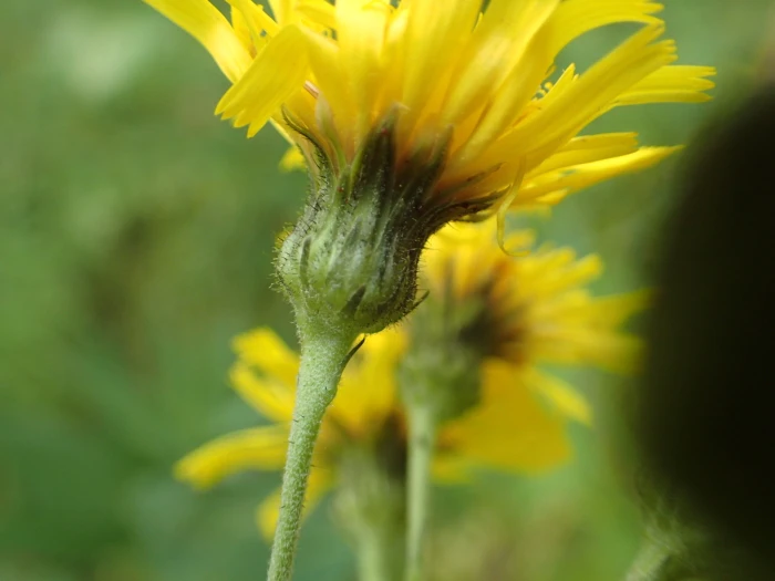 Hieracium umbellatum image