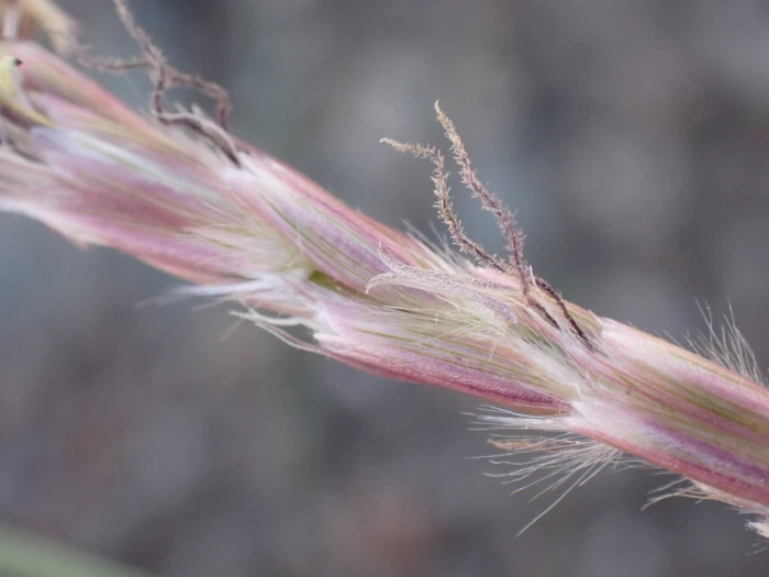 Hilaria jamesii image