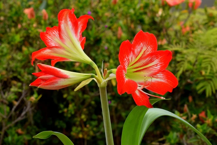 Hippeastrum reginae image