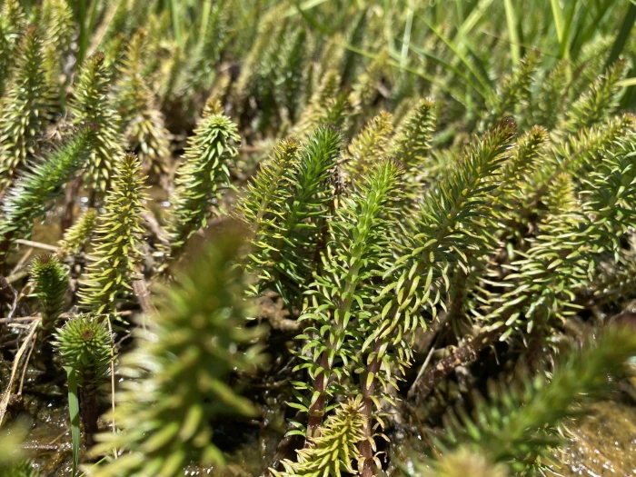 Hippuris vulgaris image