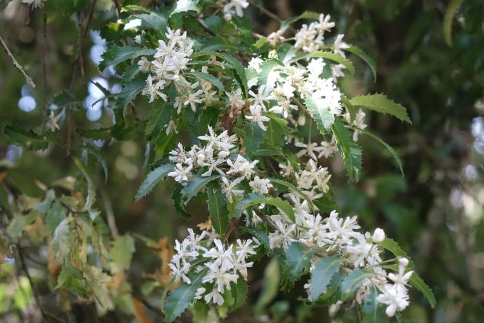 Hoheria angustifolia image