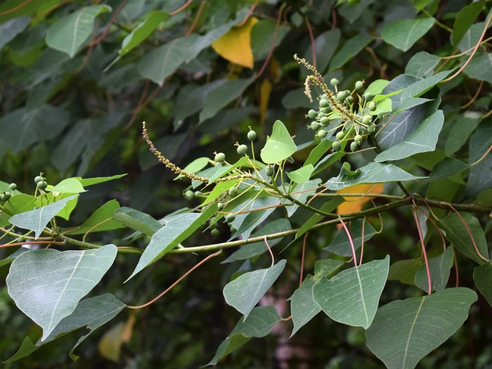 Homalanthus populneus image