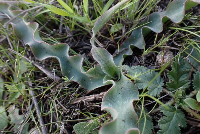 Hooveria parviflora image