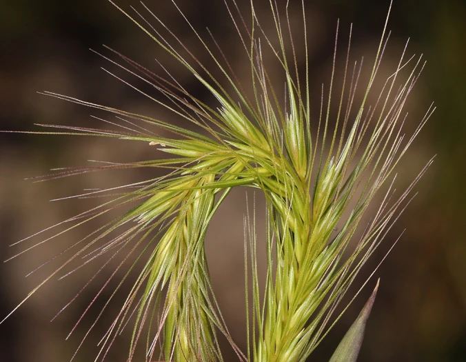 Hordeum depressum image
