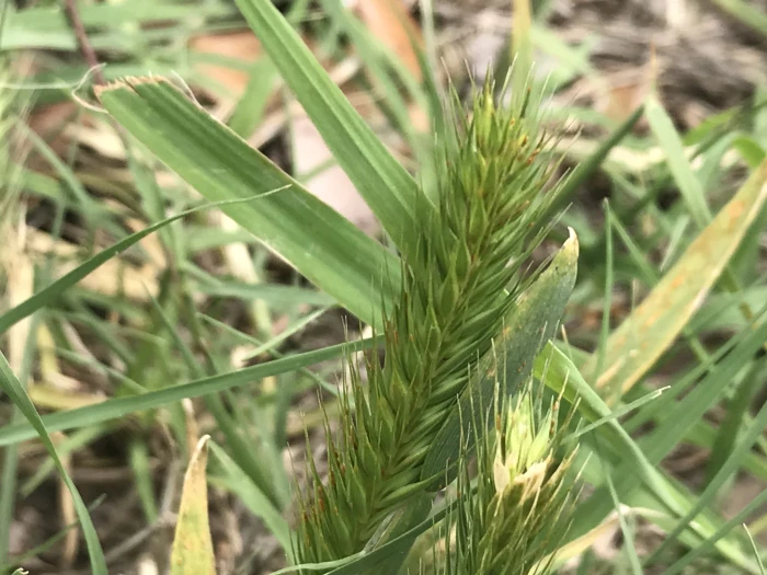 Hordeum pusillum image
