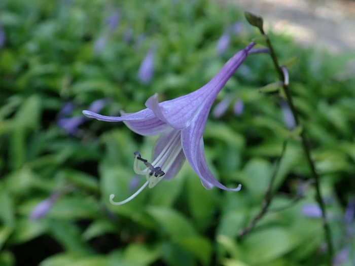 Hosta lancifolia image