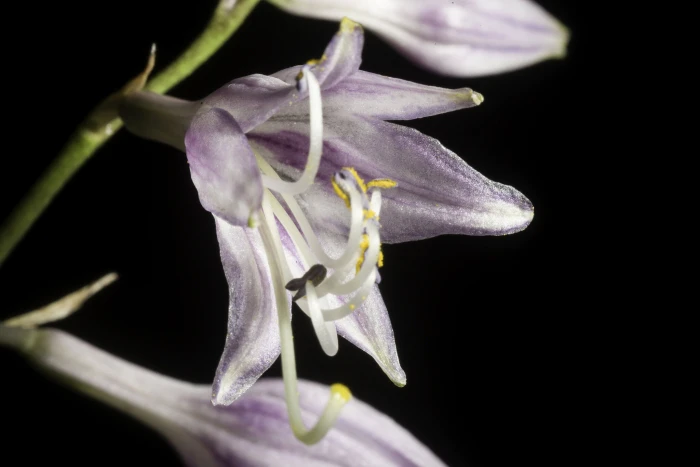 Hosta longipes var. gracillima image