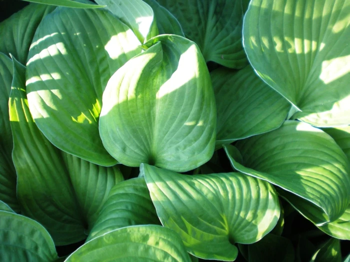 Hosta plantaginea image