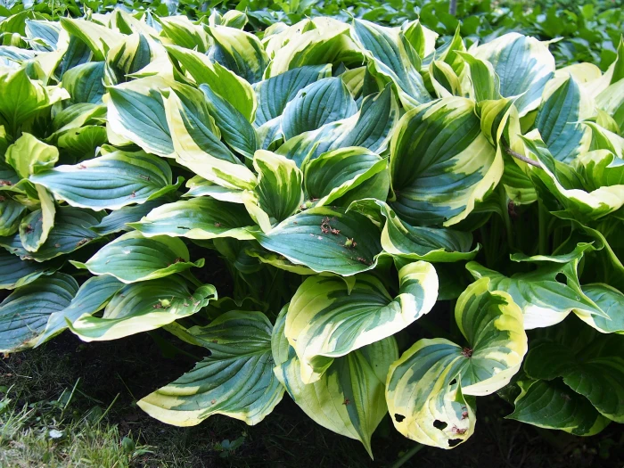 Hosta ventricosa image