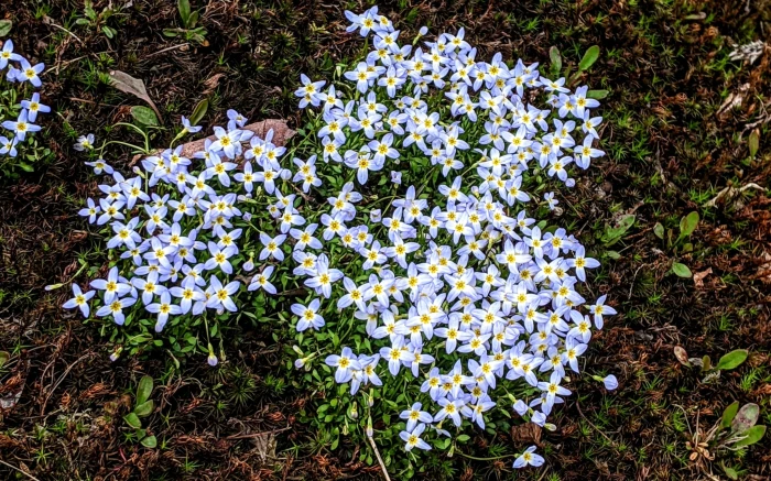 Houstonia caerulea image