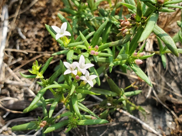 Houstonia longifolia image