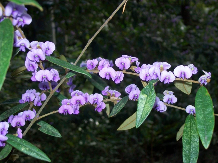 Hovea lanceolata image