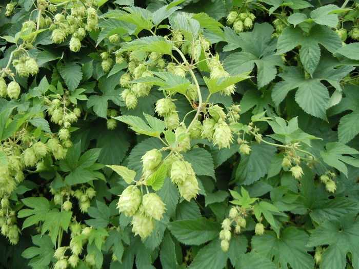 Humulus lupulus var. lupuloides image