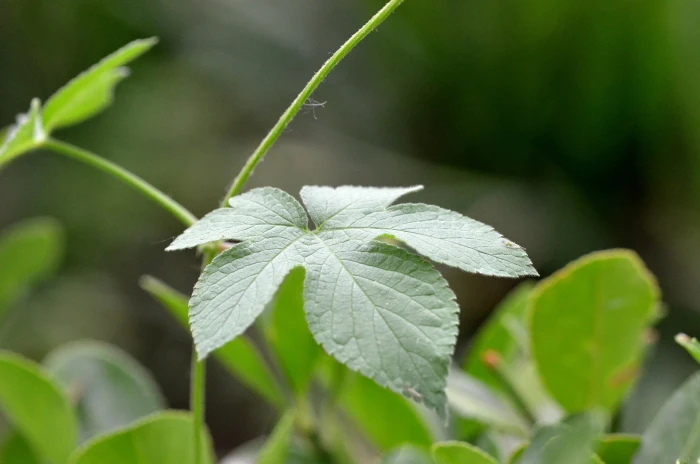 Humulus scandens image