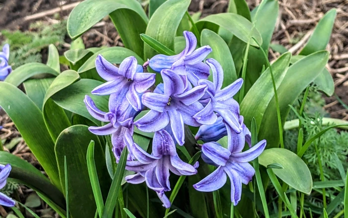 Hyacinthus orientalis image