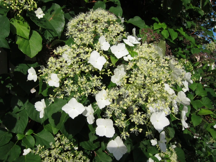 Hydrangea anomala image