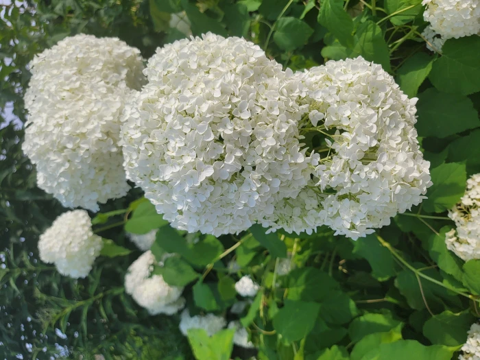 Hydrangea arborescens image