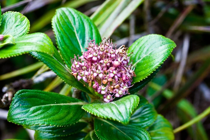 Hydrangea arguta image