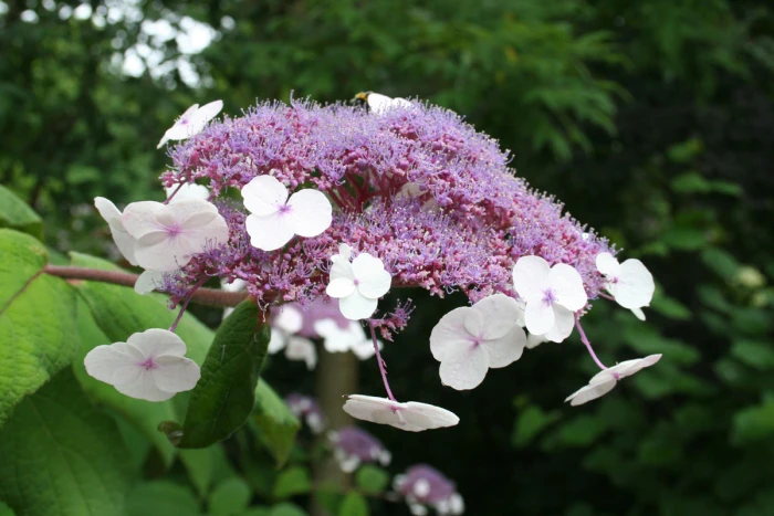 Hydrangea aspera image