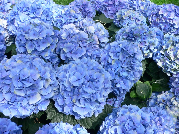 Hydrangea macrophylla image